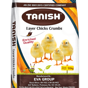 Layer Chicks Crumbs