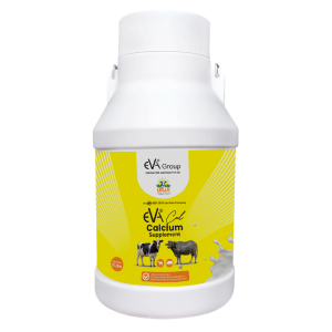 EVACAL – Advanced Calcium Supplement for Dairy Animals