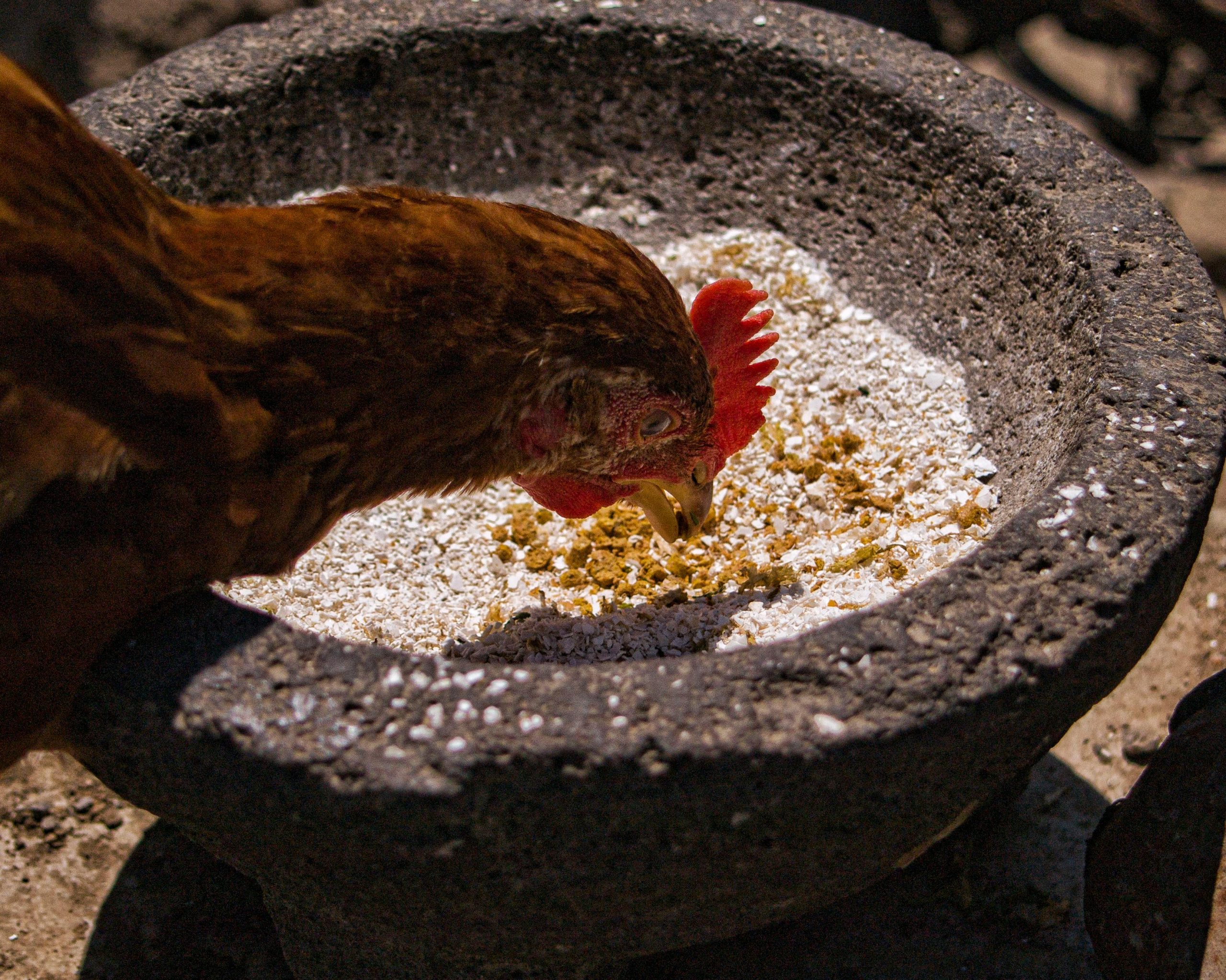 Quality Feed Ingredients