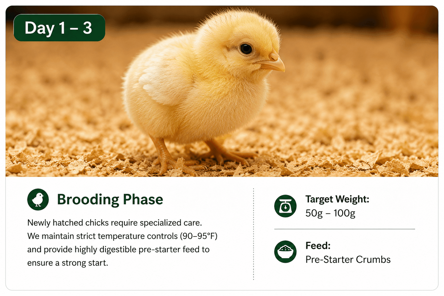 Day 1 Chicks