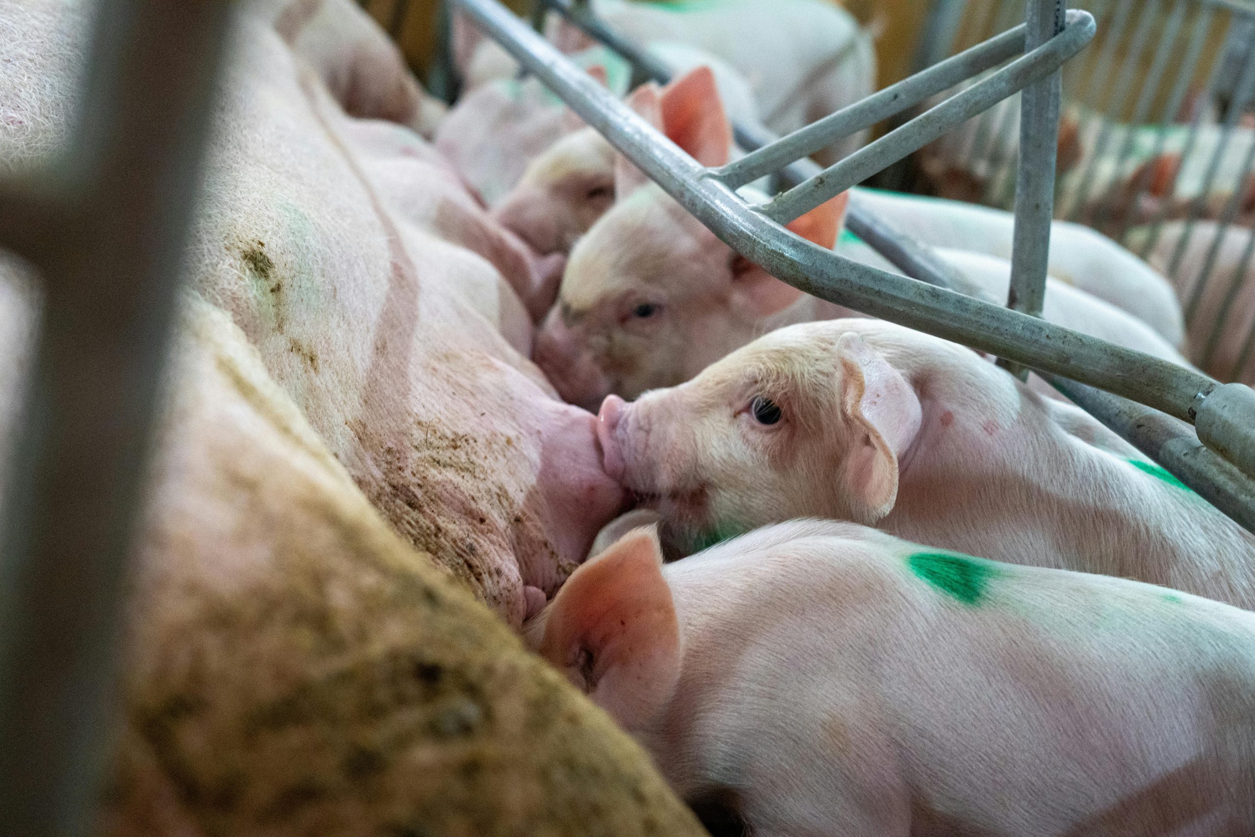 Pig Feed Nutrition