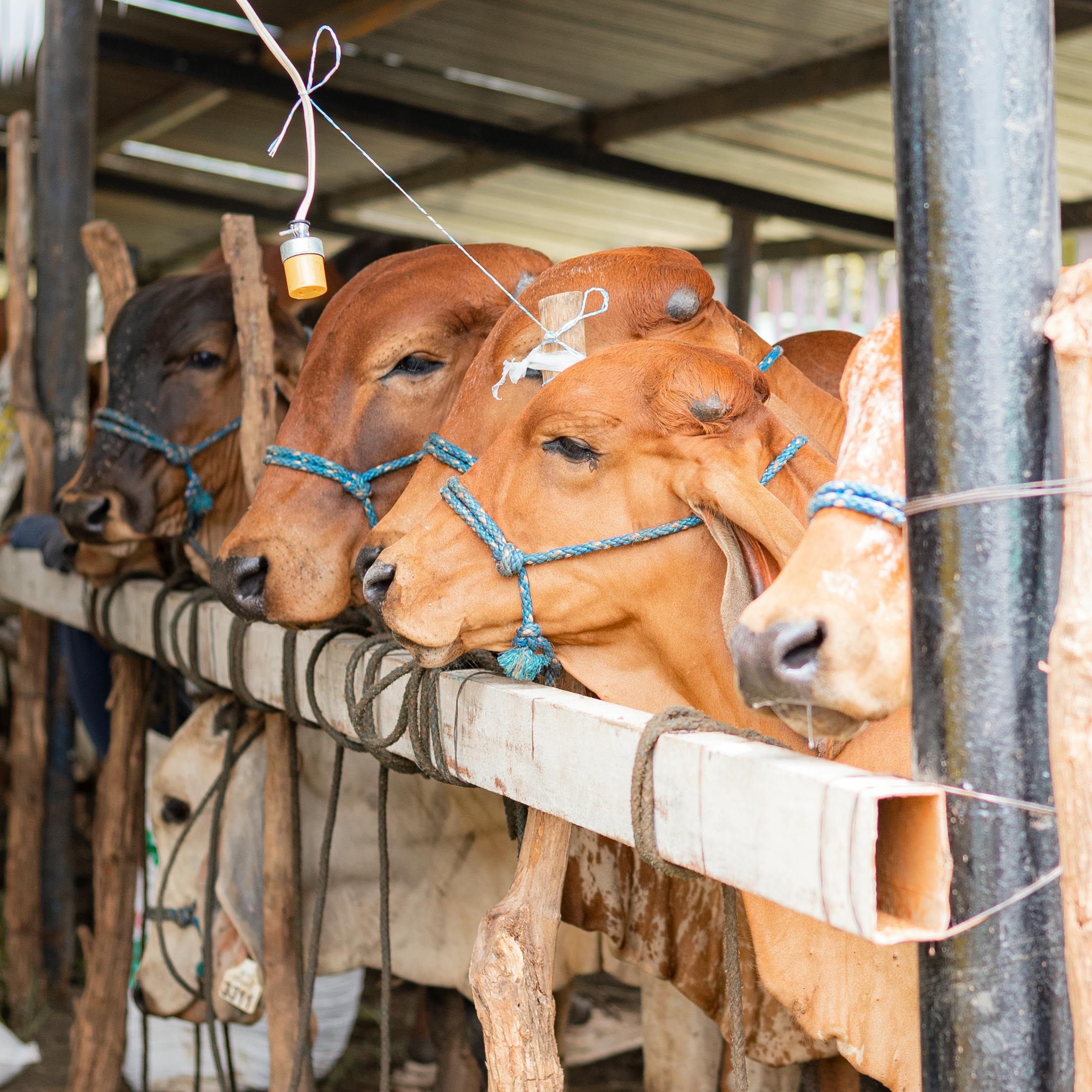 Cattle Feed Nutrition