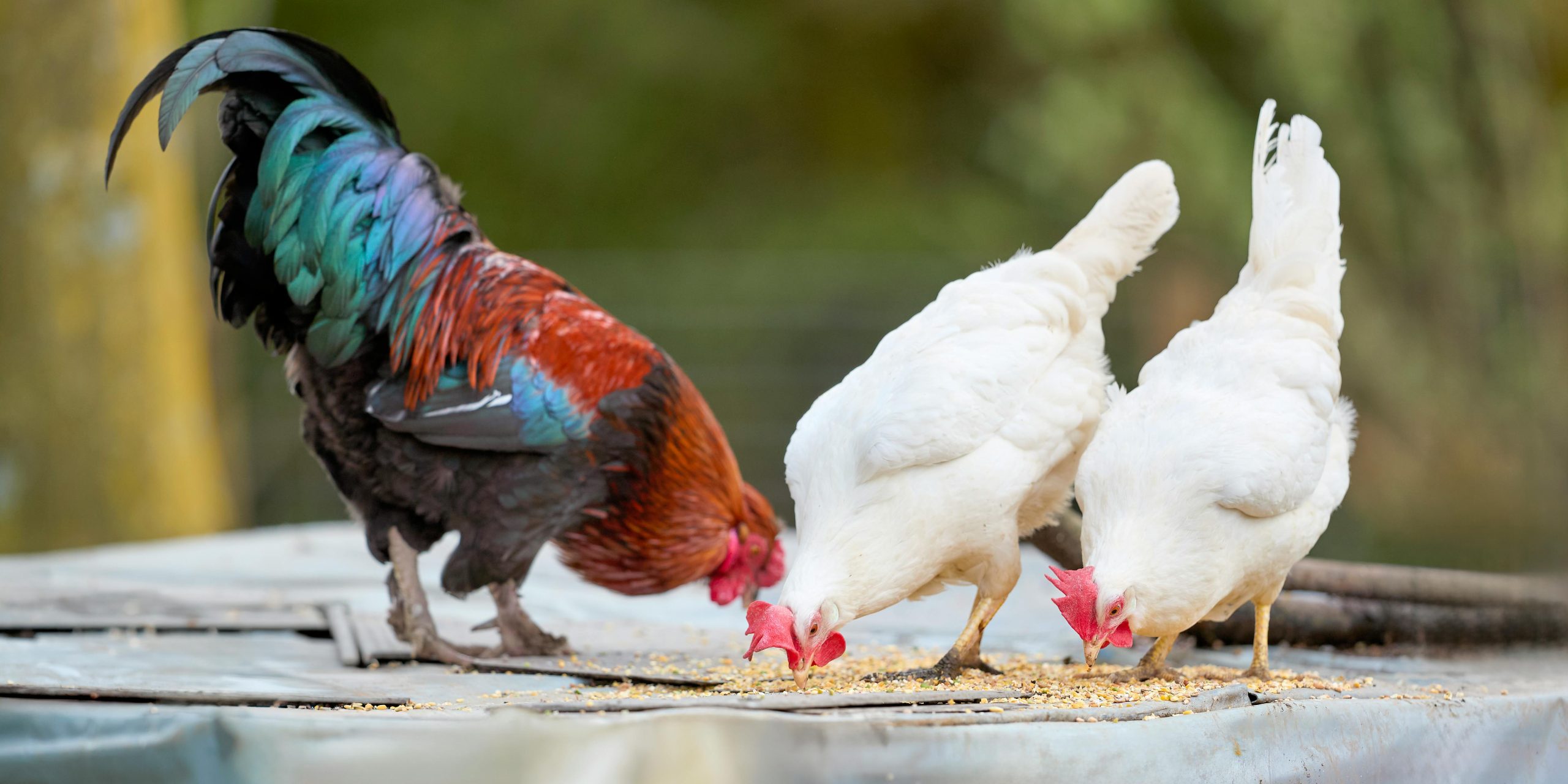 Poultry Feed Nutrition