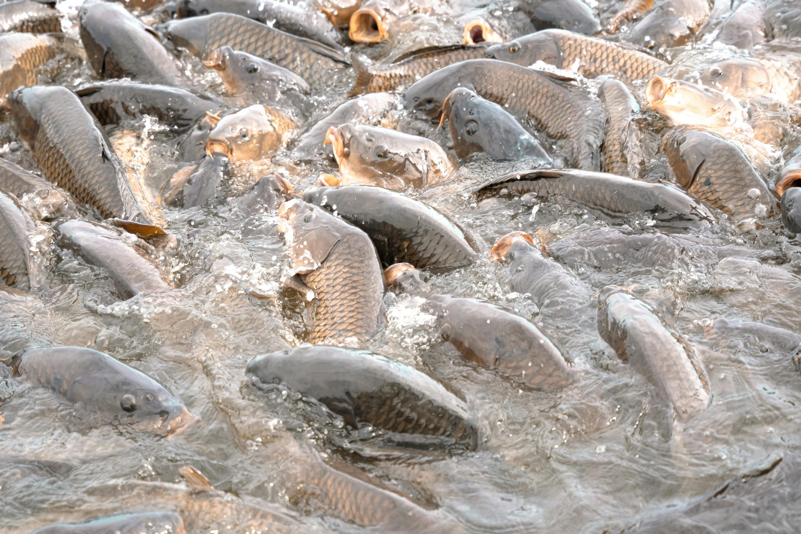 Fish Feed Nutrition